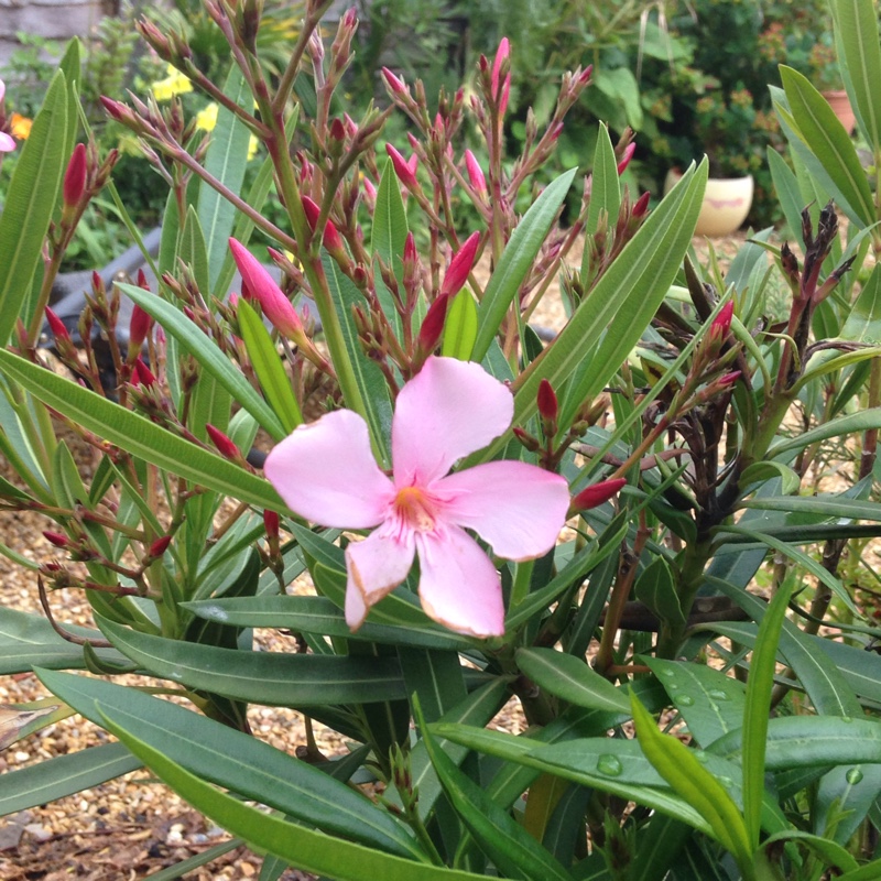 Oleander