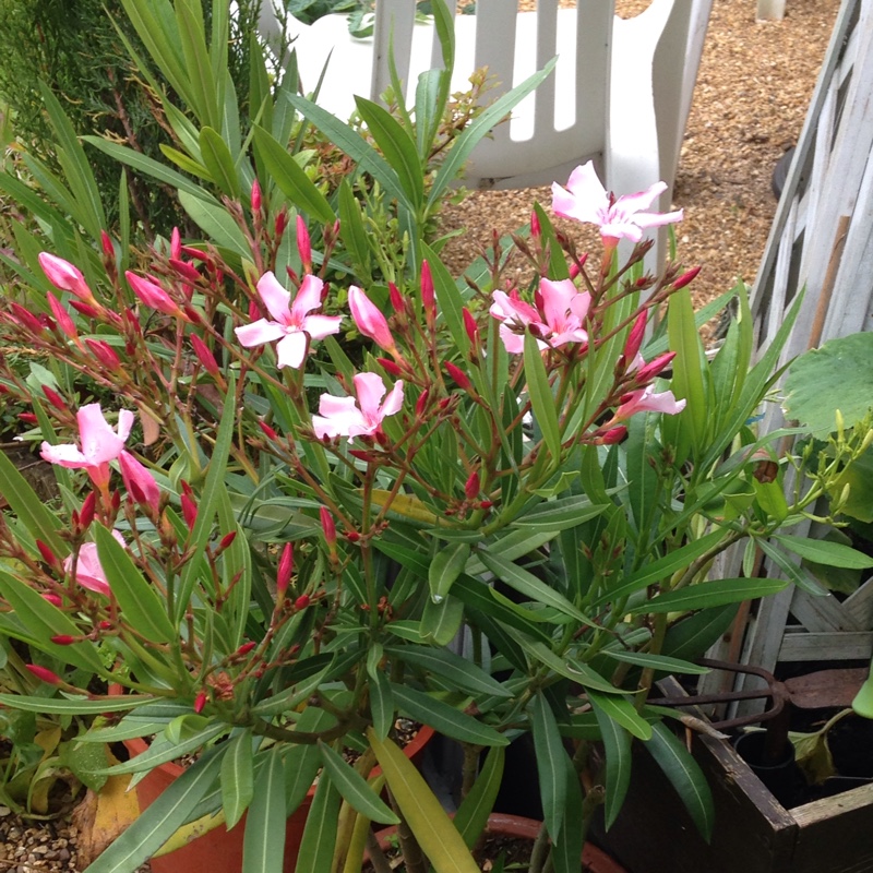 Oleander