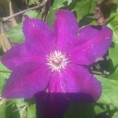 Clematis