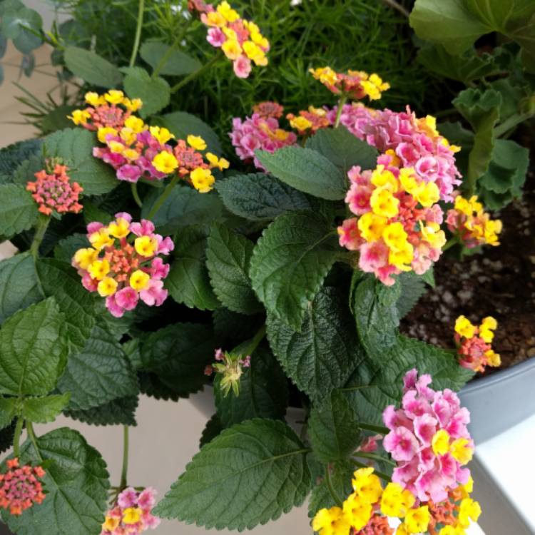 Plant image Lantana camara 'New Gold'