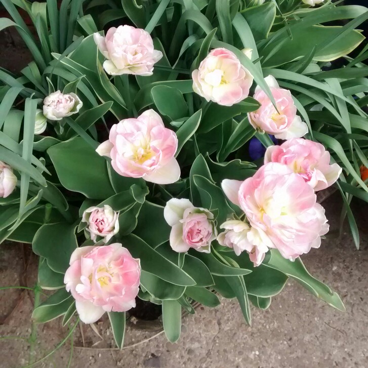 Plant image Tulipa 'Pink Impression'