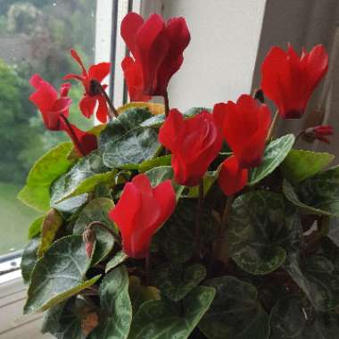 Florist's Cyclamen 'Latinia Wine Red'