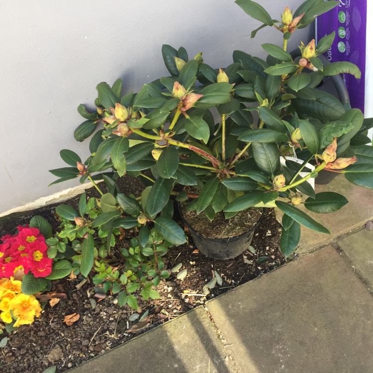 Plant image Rhododendron 'Virginia Richards'