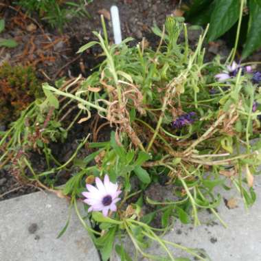 African Daisy