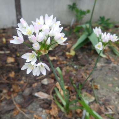 Allium (Species) American Onion