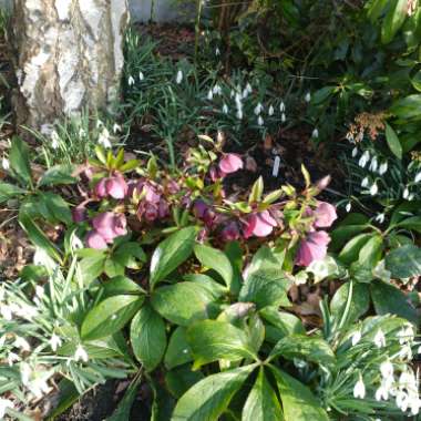 Hellebore