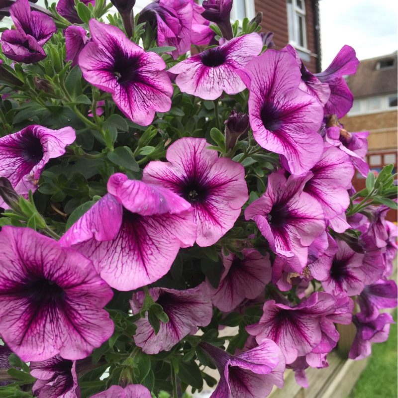 Plant image Petunia 'Littletunia Blue Vein' (Littletunia Series)