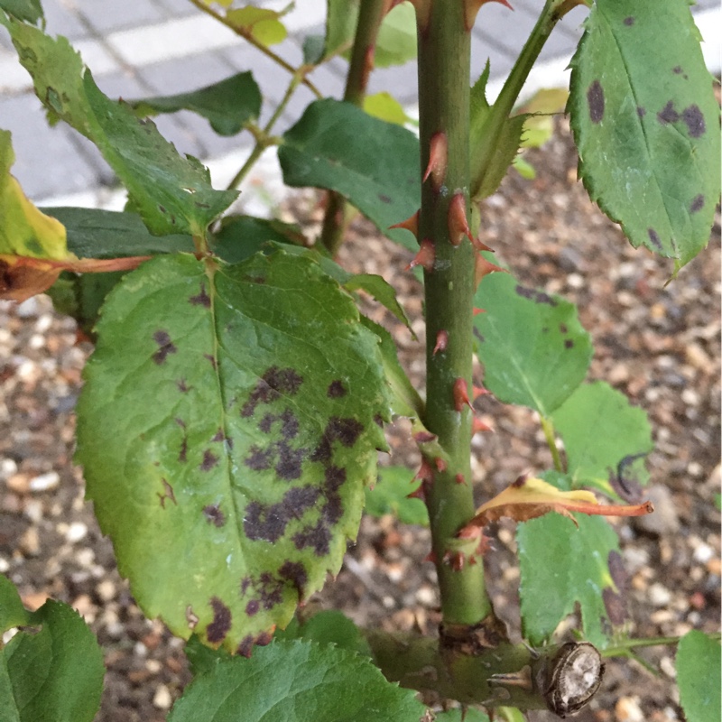 Rosa 'Cored' syn. Rosa 'Alec's Red'