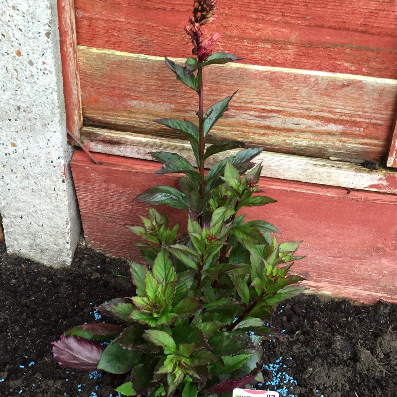 Lobelia x speciosa 'Fan Salmon'