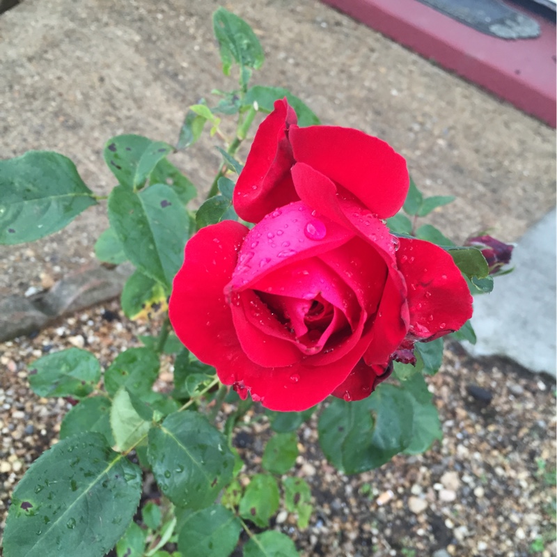 Rosa 'Cored' syn. Rosa 'Alec's Red'