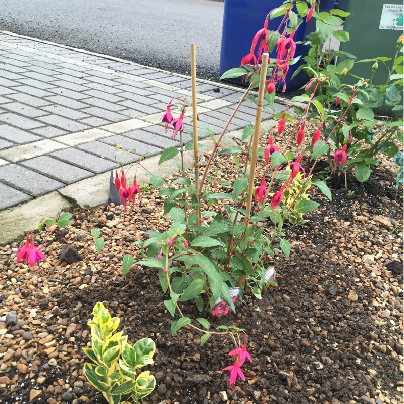 Plant image Fuchsia 'Tom Thumb'