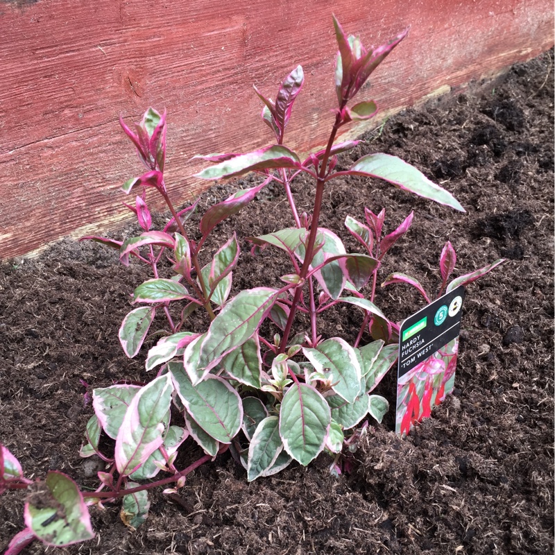 Fuchsia 'Tom West'