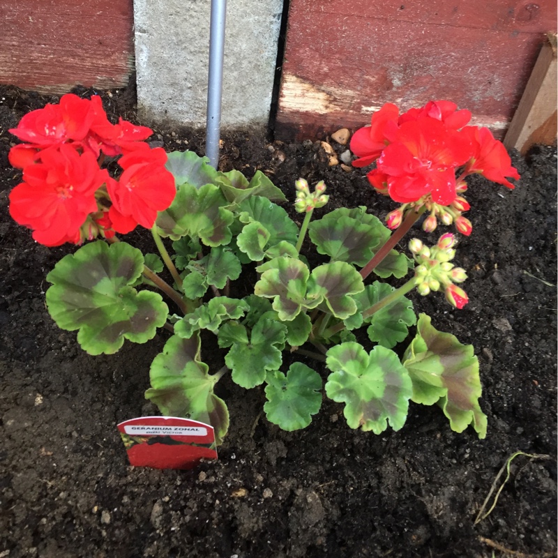 Pelargonium 'Big Red' (Big Series)