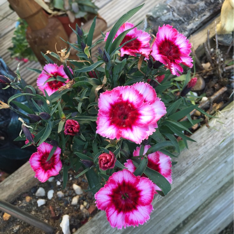 Plant image Dianthus caryophyllus 'Raspberry Ripple'