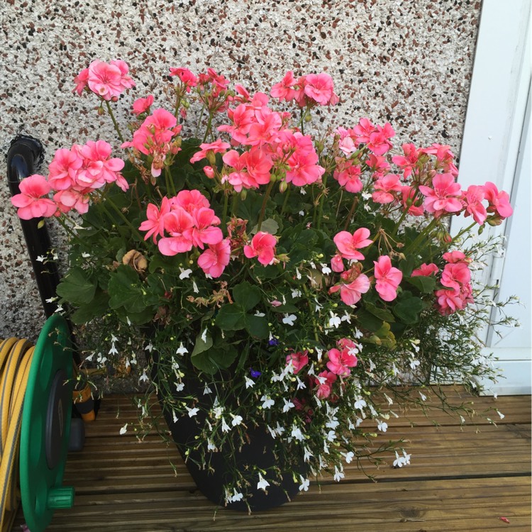 Plant image Pelargonium 'Pinktastic'