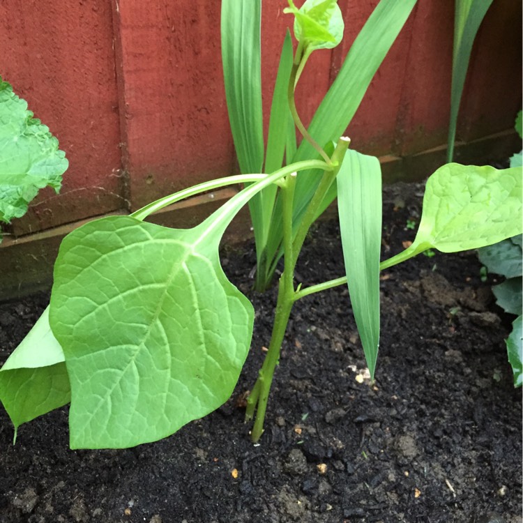 Plant image Physalis alkekengi var. franchetii