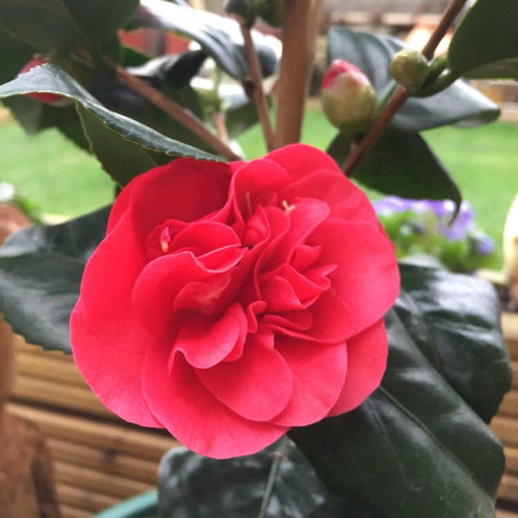 Plant image Camellia japonica 'Adolphe Audusson'