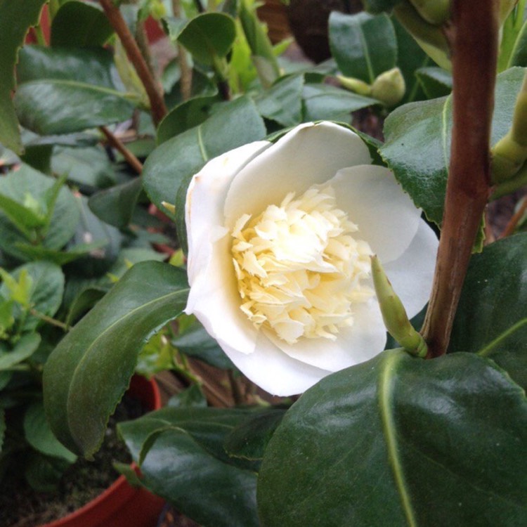 Plant image Camellia japonica 'April Blush'