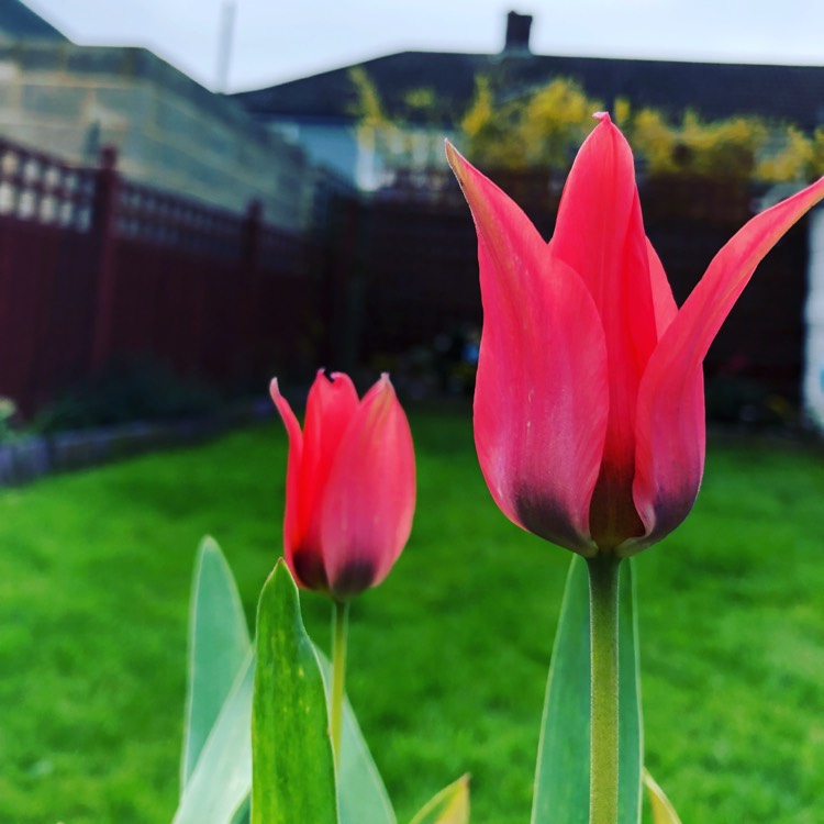 Plant image Tulipa 'Lady Diana' syn. Tulipa greigii 'Lady Diana'