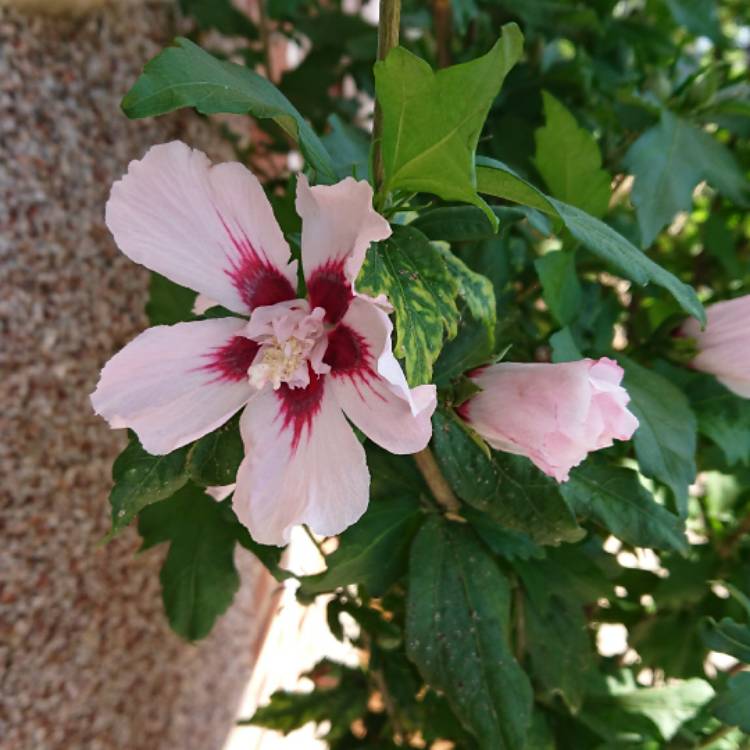 Plant image Hibiscus rosa-sinensis 'Albo Lacinatus'