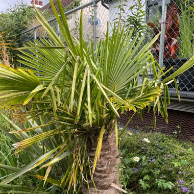 Trachycarpus fortunei syn. Chamaerops fortunei, Chamaerops excelsa