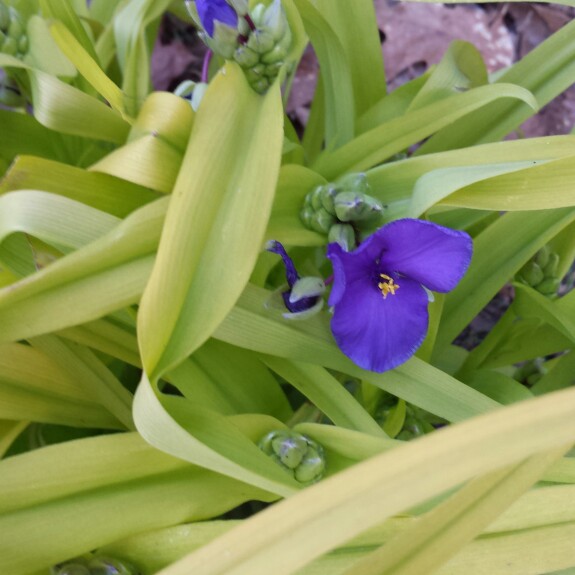 Spiderwort 'Sweet Kate'