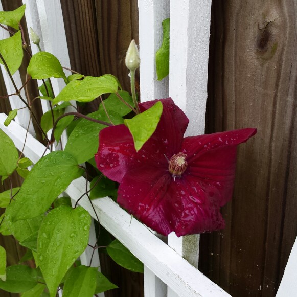 Clematis Niobe