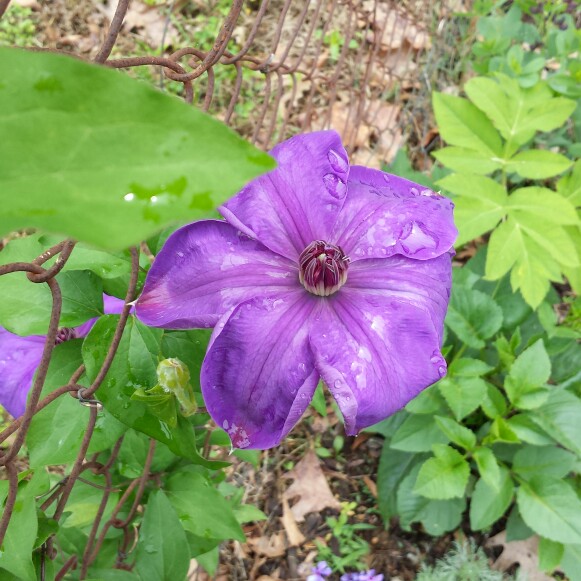 Clematis