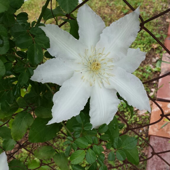 Clematis