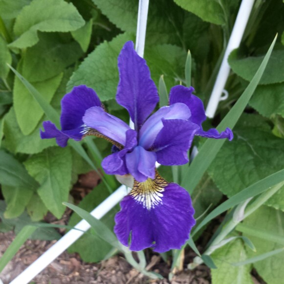 Siberian Iris 'Caesar's Brother'