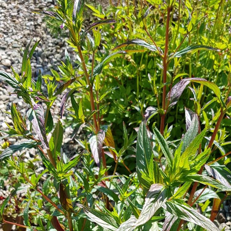 Plant image Epilobium angustifolium syn. Chamaenerion angustifolium