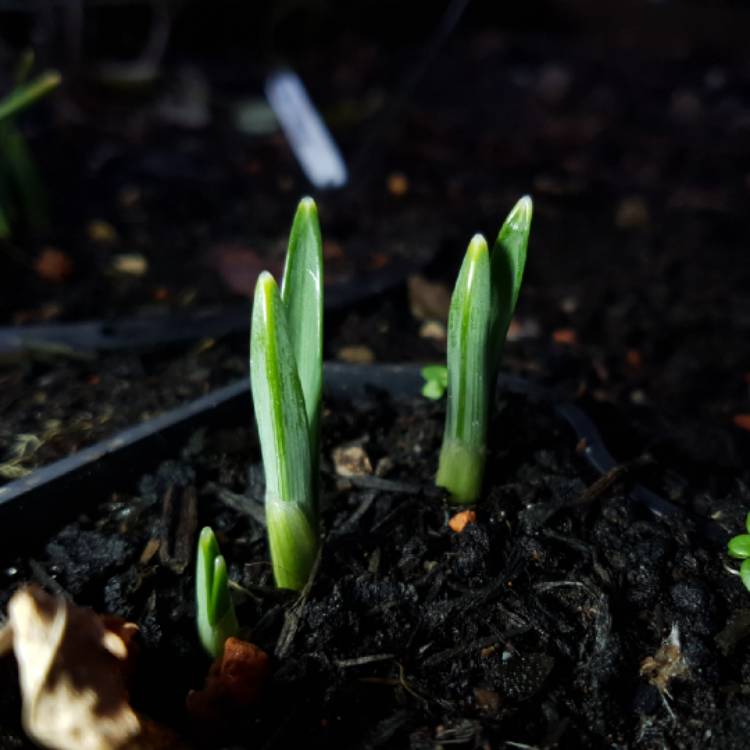 Plant image Galanthus 'Wasp'