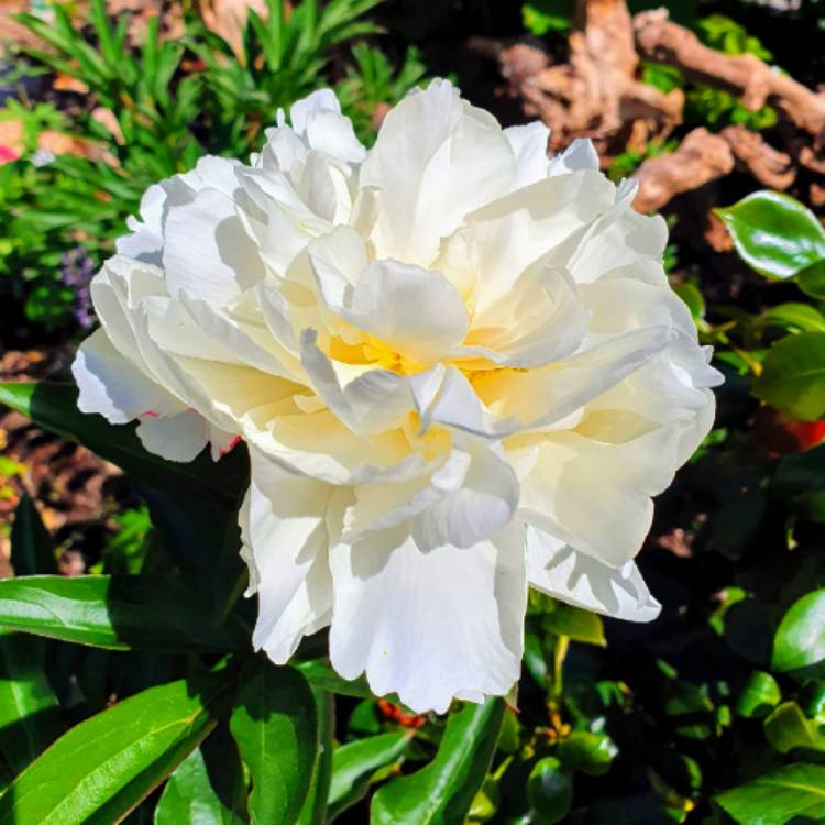 Plant image Paeonia lactiflora 'Kelway's Glorious'