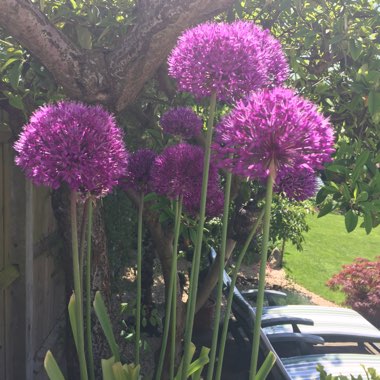 Allium 'Purple Sensation'