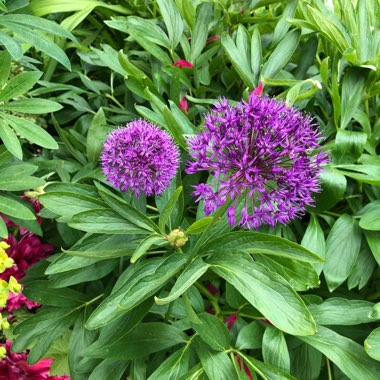 Allium 'Gladiator'