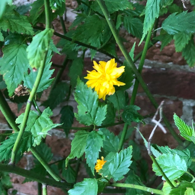 Plant image Kerria japonica 'Pleniflora'