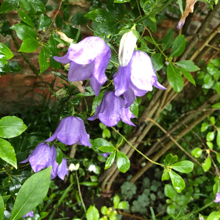 Plant image Campanula persicifolia 'Blue Bell'