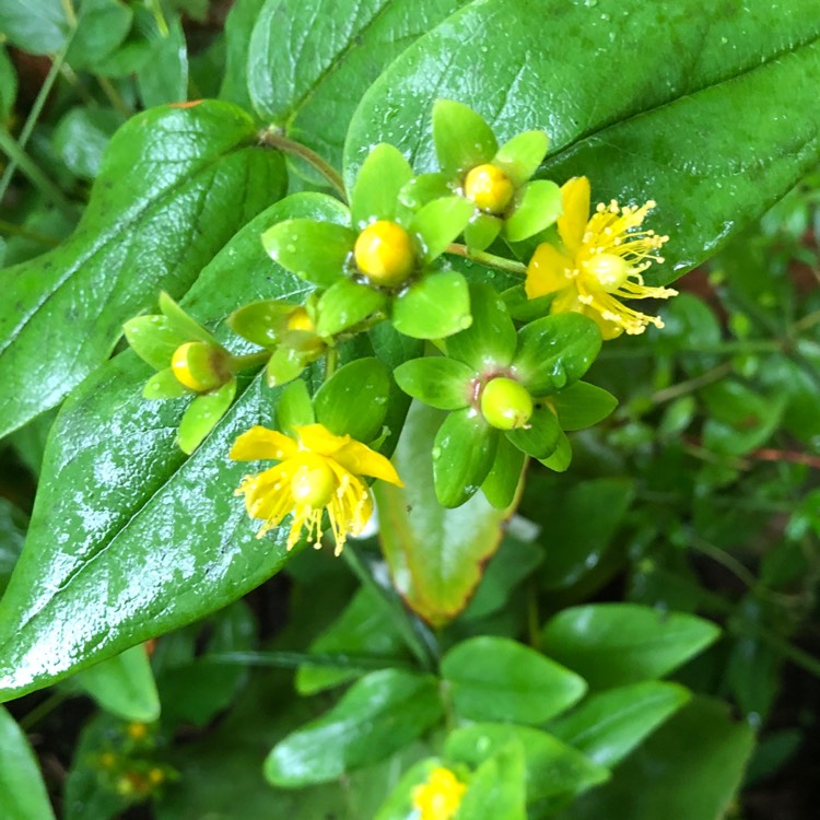 Plant image Hypericum x inodorum 'Magical Red'