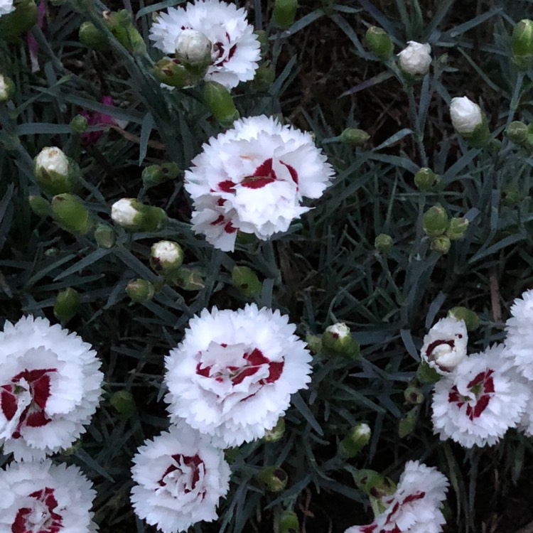 Plant image Dianthus 'Silver Star'