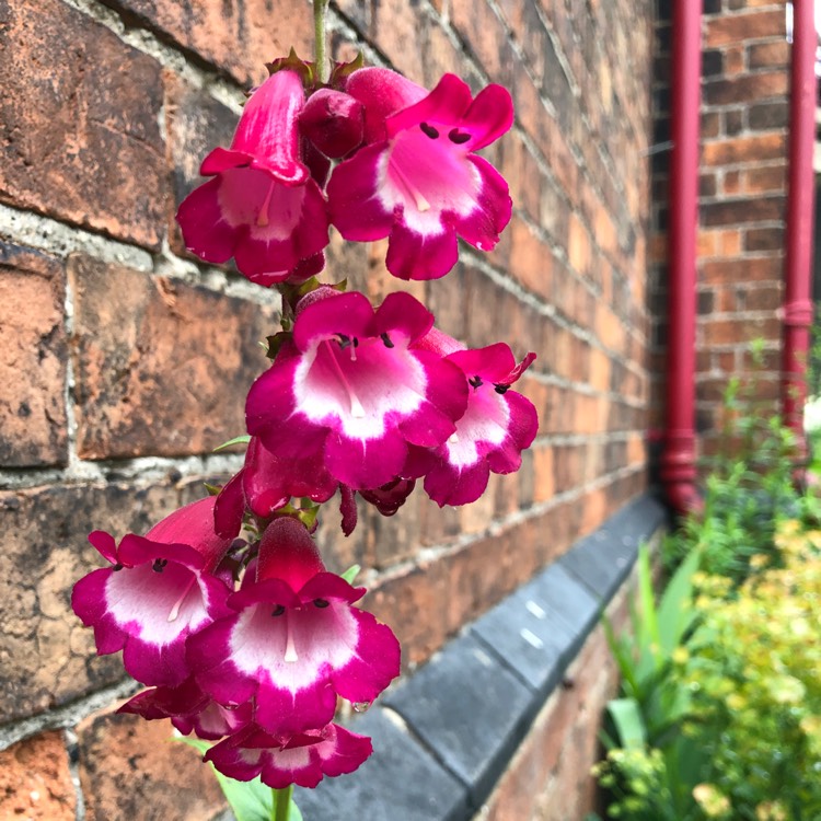 Plant image Penstemon 'Phoenix Magenta'