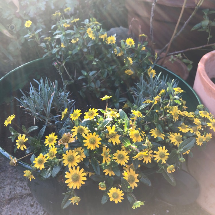 Plant image Sanvitalia procumbens