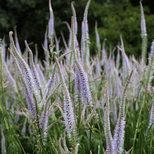 Plant image Veronicastrum virginicum syn. Veronica virginica