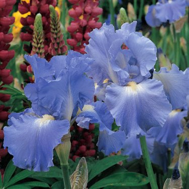 Plant image Iris x germanica 'Victoria Falls'