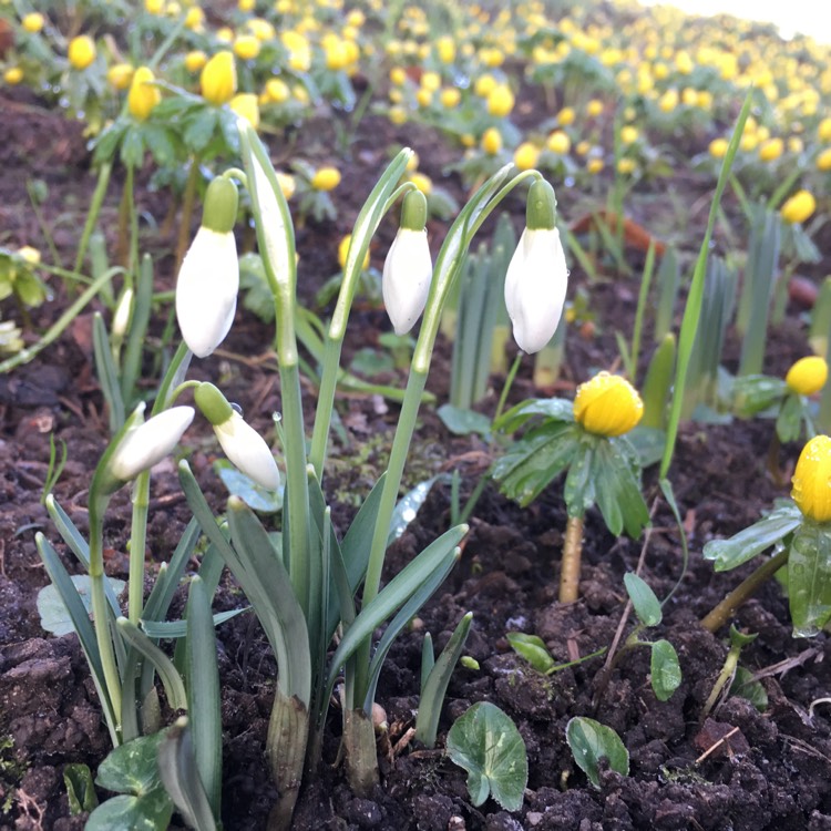 Plant image Galanthus woronowii