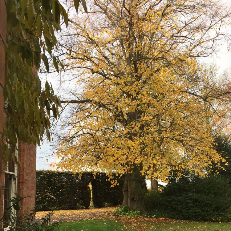 Plant image Tilia x europaea