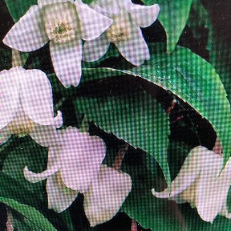 Plant image Clematis urophylla 'Winter Beauty'