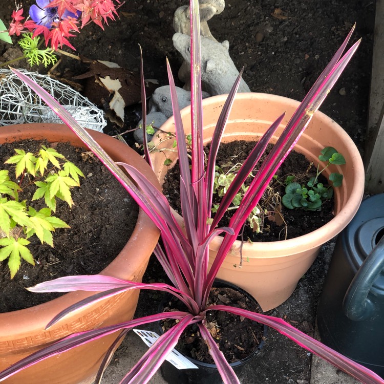 Plant image Cordyline australis 'Pink Passion'