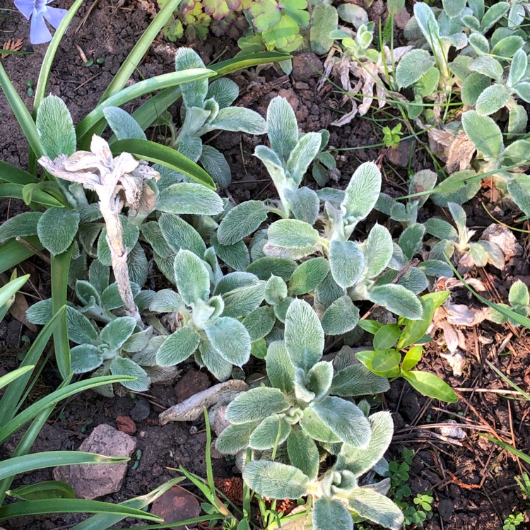 Plant image Stachys