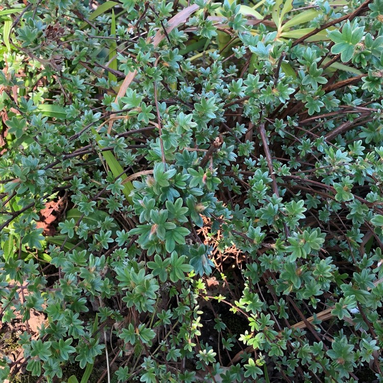 Plant image Potentilla fruticosa