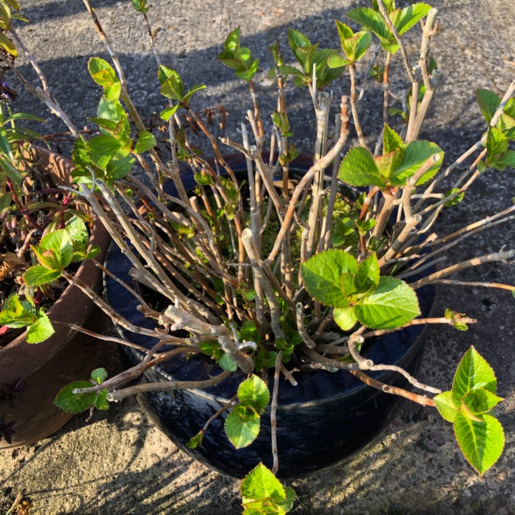 Plant image Hydrangea macrophylla 'Blue Danube'